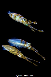 3 Squid by Min Seok Jeon 